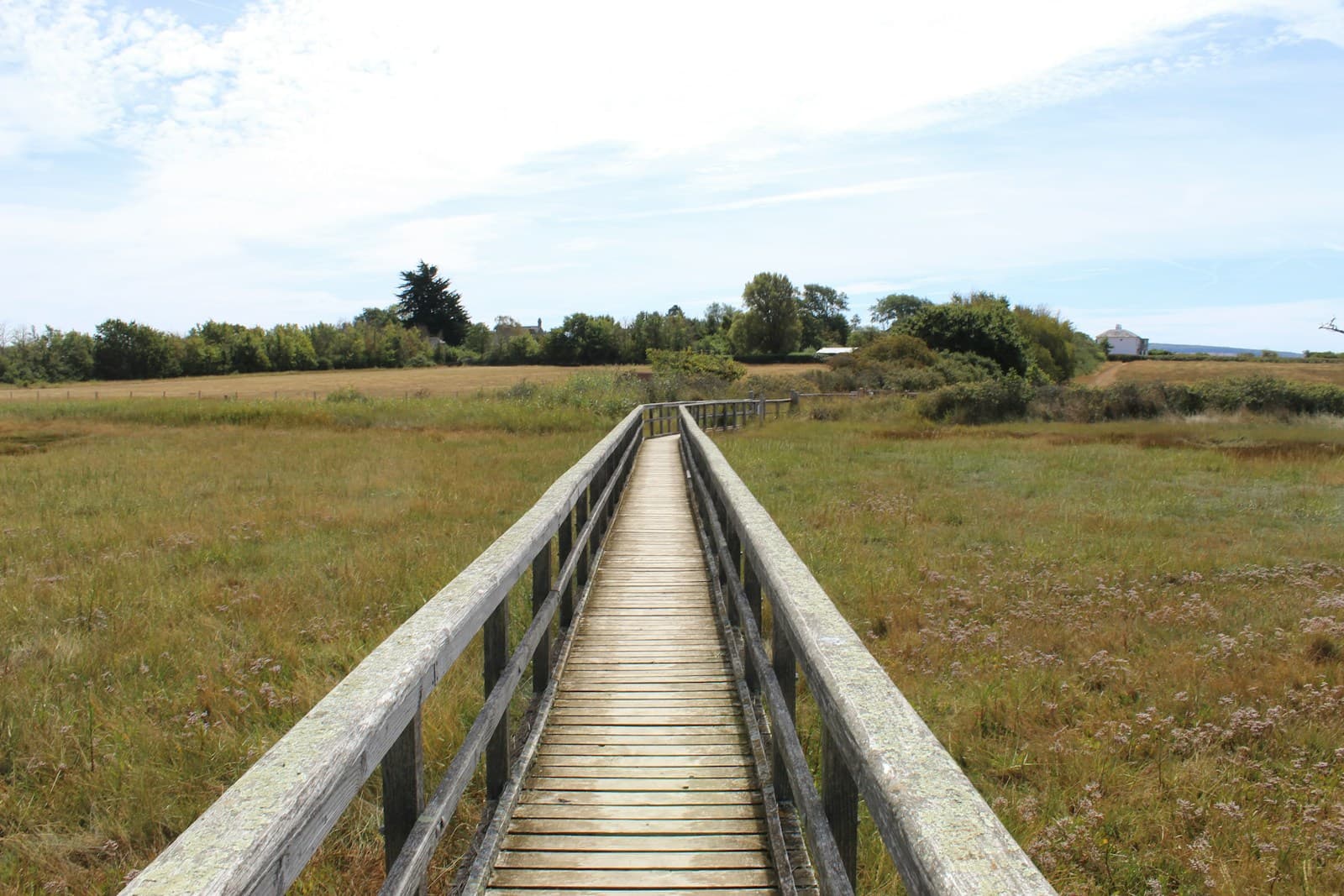 A wooden boardwalk crossing grassy marshland under a clear sky